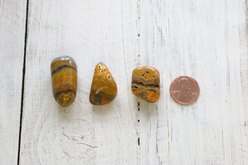 Jasper - Bumble Bee, Tumbled, A-Grade